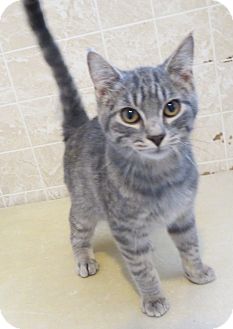 Domestic Shorthair Cat for Sale in Geneseo, Illinois - Eric Domestic Shorthair Cat for Sale in Geneseo, Illinois - Eric