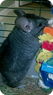 Chinchilla for Sale in Selden, New York - Ami Chinchilla for Sale in Selden, New York - Ami