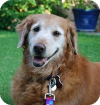 Golden Retriever Mix Dog for Sale in Scottsdale, Arizona - Josie Golden Retriever Mix Dog for Sale in Scottsdale, Arizona - Josie
