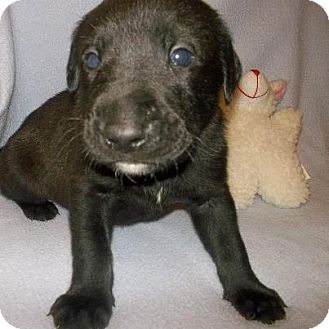 Labrador Retriever Mix Puppy for Sale in Shirley, New York - BEAR Labrador Retriever Mix Puppy for Sale in Shirley, New York - BEAR