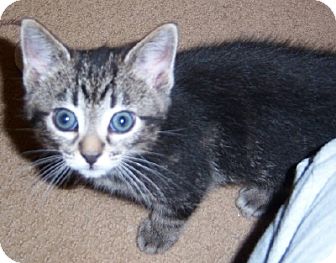 Domestic Shorthair Kitten for Sale in Murrysville, Pennsylvania - Keeley Domestic Shorthair Kitten for Sale in Murrysville, Pennsylvania - Keeley