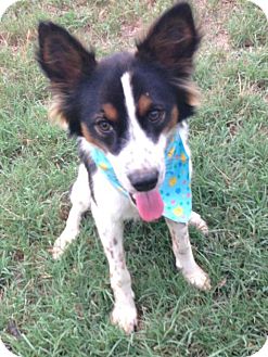 Papillon/Spaniel (Unknown Type) Mix Puppy for Sale in Conway, Arkansas - Jackson Papillon/Spaniel (Unknown Type) Mix Puppy for Sale in Conway, Arkansas - Jackson