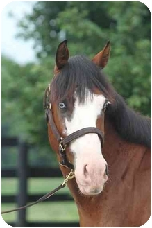 Paint/Pinto Mix for Sale in Nicholasville, Kentucky - Drew Paint/Pinto Mix for Sale in Nicholasville, Kentucky - Drew