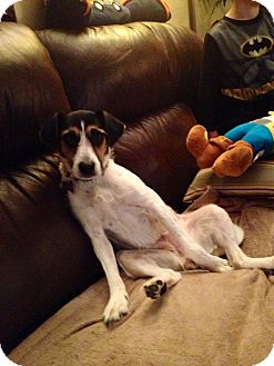 Jack Russell Terrier Mix Dog for Sale in Youngstown, Ohio - Gail ~ Pending Adoption Jack Russell Terrier Mix Dog for Sale in Youngstown, Ohio - Gail ~ Pending Adoption