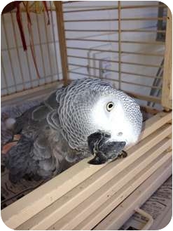 African Grey for Sale in Punta Gorda, Florida - Cocoa African Grey for Sale in Punta Gorda, Florida - Cocoa