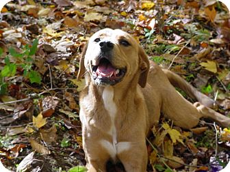 American Bulldog Mix Dog for Sale in Brookville, Indiana - Bailey - TL American Bulldog Mix Dog for Sale in Brookville, Indiana - Bailey - TL