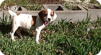 Beagle Puppy for Sale in Houston, Texas - Lalo Beagle Puppy for Sale in Houston, Texas - Lalo