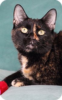 Domestic Shorthair Cat for Sale in Chicago, Illinois - Huggy Domestic Shorthair Cat for Sale in Chicago, Illinois - Huggy