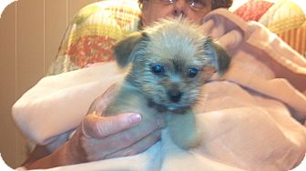 Yorkie, Yorkshire Terrier/Brussels Griffon Mix Puppy for Sale in Hazard, Kentucky - Sweetie Bear Yorkie, Yorkshire Terrier/Brussels Griffon Mix Puppy for Sale in Hazard, Kentucky - Sweetie Bear