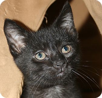 Domestic Shorthair Kitten for Sale in Plainville, Massachusetts - Dash Domestic Shorthair Kitten for Sale in Plainville, Massachusetts - Dash