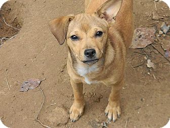 Terrier (Unknown Type, Small)/Chihuahua Mix Dog for Sale in Plainfield, Connecticut - Roxanne Terrier (Unknown Type, Small)/Chihuahua Mix Dog for Sale in Plainfield, Connecticut - Roxanne