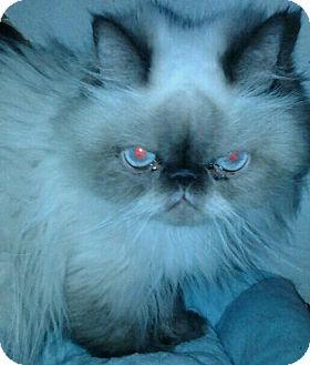 Himalayan Cat for Sale in Columbus, Ohio - Miss Mocha Himalayan Cat for Sale in Columbus, Ohio - Miss Mocha