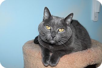 Domestic Shorthair Cat for Sale in North Branford, Connecticut - Baby Domestic Shorthair Cat for Sale in North Branford, Connecticut - Baby