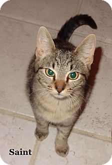 Domestic Shorthair Kitten for Sale in Bentonville, Arkansas - Saint Domestic Shorthair Kitten for Sale in Bentonville, Arkansas - Saint