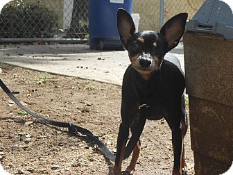 Miniature Pinscher Mix Dog for Sale in Chula Vista, California - Roxi Miniature Pinscher Mix Dog for Sale in Chula Vista, California - Roxi