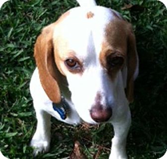 Beagle Dog for Sale in Houston, Texas - Sally Beagle Dog for Sale in Houston, Texas - Sally