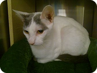 Domestic Shorthair Cat for Sale in Greenville, South Carolina - Kelli Domestic Shorthair Cat for Sale in Greenville, South Carolina - Kelli