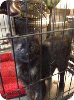 Calico Kitten for Sale in Mobile, Alabama - Lil Bit Calico Kitten for Sale in Mobile, Alabama - Lil Bit