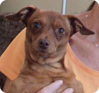 Miniature Pinscher/Chihuahua Mix Dog for Sale in Studio City, California - Fiesty Miniature Pinscher/Chihuahua Mix Dog for Sale in Studio City, California - Fiesty