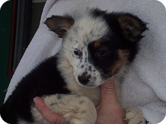 Australian Cattle Dog/Border Collie Mix Puppy for Sale in Germantown, Maryland - Elza Australian Cattle Dog/Border Collie Mix Puppy for Sale in Germantown, Maryland - Elza