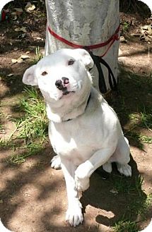 Bull Terrier/Cattle Dog Mix Dog for Sale in San Diego, California - Bella Bull Terrier/Cattle Dog Mix Dog for Sale in San Diego, California - Bella