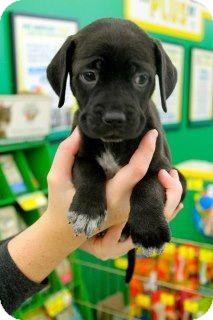 Labrador Retriever/Whippet Mix Puppy for Sale in Westland, Michigan - Apache Labrador Retriever/Whippet Mix Puppy for Sale in Westland, Michigan - Apache