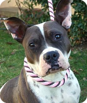 American Pit Bull Terrier Mix Dog for Sale in Red Bluff, California - Merida- URGENT$45 adoption fee American Pit Bull Terrier Mix Dog for Sale in Red Bluff, California - Merida- URGENT$45 adoption fee