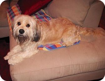 Tibetan Terrier Mix Dog for Sale in Houston, Texas - Doogie Tibetan Terrier Mix Dog for Sale in Houston, Texas - Doogie