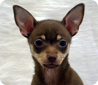 Chihuahua Mix Puppy for Sale in Bridgeton, Missouri - McCartney Chihuahua Mix Puppy for Sale in Bridgeton, Missouri - McCartney