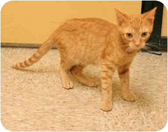 Domestic Shorthair Kitten for Sale in Orlando, Florida - Reece Domestic Shorthair Kitten for Sale in Orlando, Florida - Reece