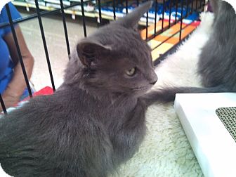Russian Blue Kitten for Sale in Modesto, California - Smokey Russian Blue Kitten for Sale in Modesto, California - Smokey