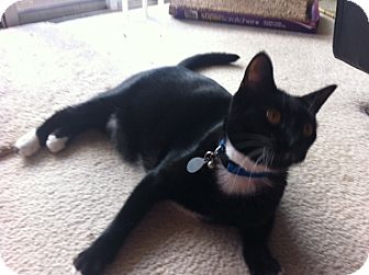 Domestic Shorthair Cat for Sale in Laguna Woods, California - Kiro Domestic Shorthair Cat for Sale in Laguna Woods, California - Kiro