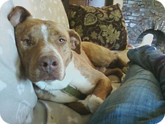 American Pit Bull Terrier/Pointer Mix Dog for Sale in Los Angeles, California - STARLIGHT American Pit Bull Terrier/Pointer Mix Dog for Sale in Los Angeles, California - STARLIGHT