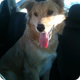 Chow Chow/Golden Retriever Mix Dog for Sale in NA, Oklahoma - Sweet & Loveable Ginger Chow Chow/Golden Retriever Mix Dog for Sale in NA, Oklahoma - Sweet & Loveable Ginger