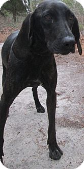 Plott Hound Mix Dog for Sale in Forked River, New Jersey - Angel Plott Hound Mix Dog for Sale in Forked River, New Jersey - Angel
