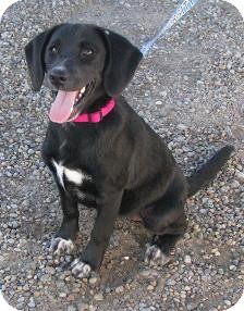 Beagle/Labrador Retriever Mix Dog for Sale in Lisbon, Ohio - Penelope Beagle/Labrador Retriever Mix Dog for Sale in Lisbon, Ohio - Penelope
