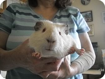 Guinea Pig for Sale in johnson creek, Wisconsin - festus Guinea Pig for Sale in johnson creek, Wisconsin - festus