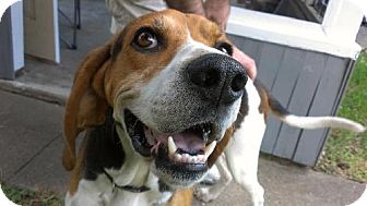 Treeing Walker Coonhound Dog for Sale in Schererville, Indiana - Tennessee Treeing Walker Coonhound Dog for Sale in Schererville, Indiana - Tennessee