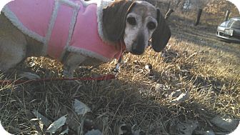 Dachshund Dog for Sale in Geneseo, Illinois - Molly Dachshund Dog for Sale in Geneseo, Illinois - Molly