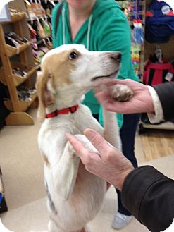 Hound (Unknown Type) Mix Dog for Sale in Richmond, Virginia - Heinz Hound (Unknown Type) Mix Dog for Sale in Richmond, Virginia - Heinz