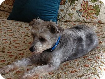Schnauzer (Miniature)/Poodle (Standard) Mix Dog for Sale in Homewood, Alabama - Buddy Schnauzer (Miniature)/Poodle (Standard) Mix Dog for Sale in Homewood, Alabama - Buddy