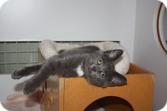 Domestic Shorthair Cat for Sale in Apex, North Carolina - Mercury Domestic Shorthair Cat for Sale in Apex, North Carolina - Mercury