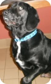 Labrador Retriever Mix Dog for Sale in Jackson, Michigan - Murdoch Labrador Retriever Mix Dog for Sale in Jackson, Michigan - Murdoch