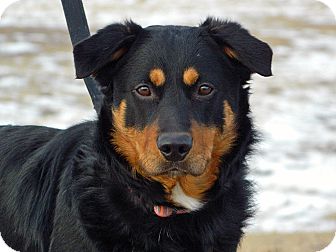 Shepherd (Unknown Type)/Rottweiler Mix Dog for Sale in Cheyenne, Wyoming - Isaih Shepherd (Unknown Type)/Rottweiler Mix Dog for Sale in Cheyenne, Wyoming - Isaih