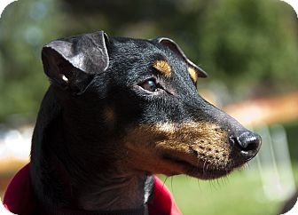 Manchester Terrier Dog for Sale in Myersville, Maryland - Georgie Manchester Terrier Dog for Sale in Myersville, Maryland - Georgie