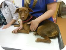 Whippet/Doberman Pinscher Mix Dog for Sale in Southern, Maine - Lauren-URGENT Whippet/Doberman Pinscher Mix Dog for Sale in Southern, Maine - Lauren-URGENT