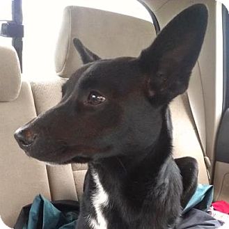 Shepherd (Unknown Type) Mix Puppy for Sale in Modesto, California - Merry Shepherd (Unknown Type) Mix Puppy for Sale in Modesto, California - Merry