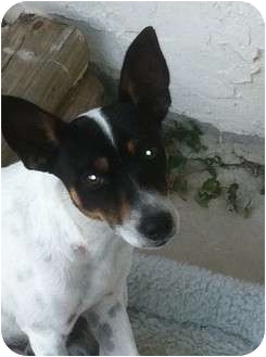 Rat Terrier Dog for Sale in Homestead, Florida - Spot Rat Terrier Dog for Sale in Homestead, Florida - Spot