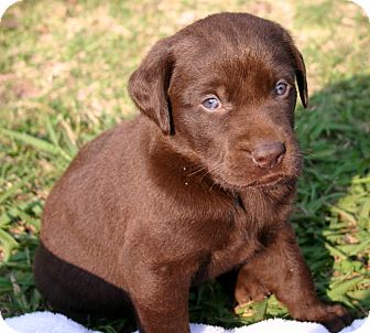 Labrador Retriever Mix Puppy for Sale in Glastonbury, Connecticut - Repo~meet me~ Labrador Retriever Mix Puppy for Sale in Glastonbury, Connecticut - Repo~meet me~