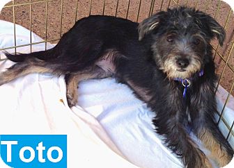 Terrier (Unknown Type, Small)/Chihuahua Mix Dog for Sale in Chandler, Arizona - Toto Terrier (Unknown Type, Small)/Chihuahua Mix Dog for Sale in Chandler, Arizona - Toto